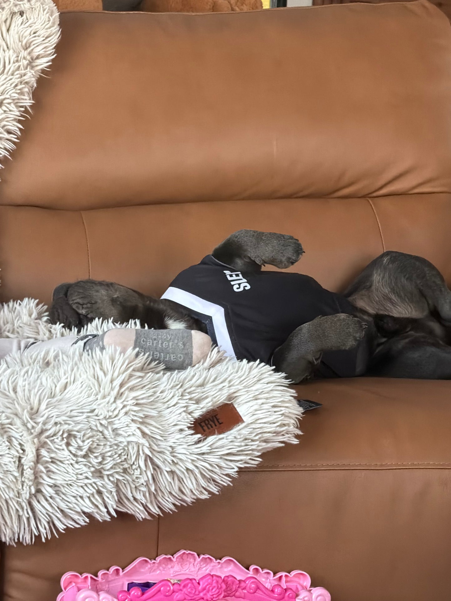 SLEEK – NO BSL Dog Jersey