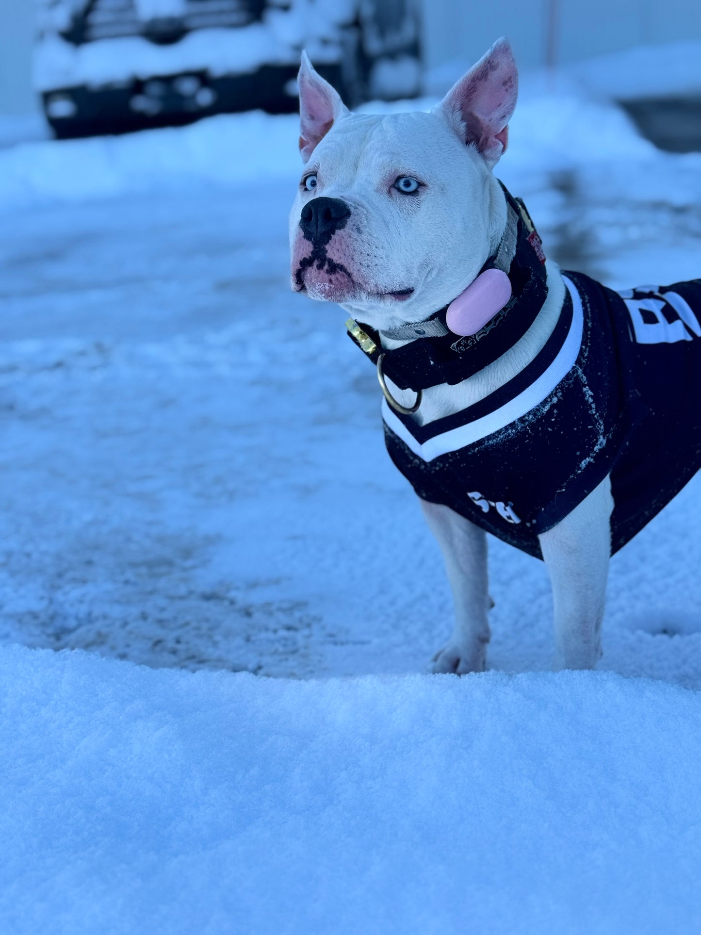 SLEEK – NO BSL Dog Jersey